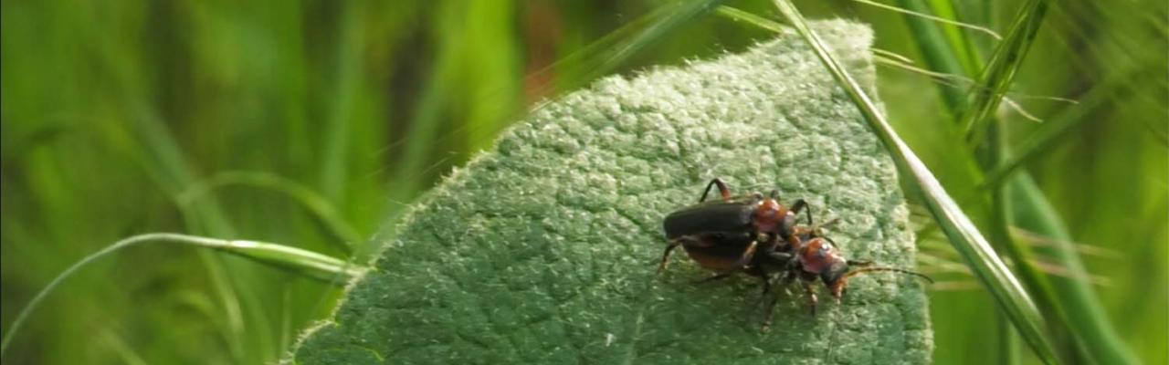 deux insectes qui s'accouplent sur une feuille
